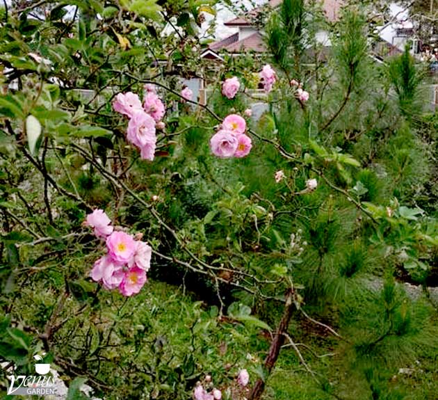 Venus Garden in Baguio City
